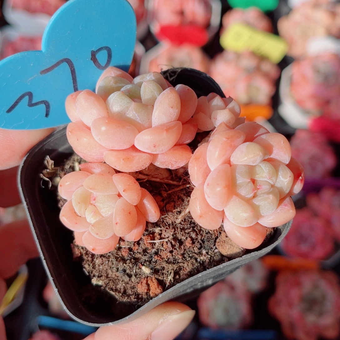 370号小老桩糖心群