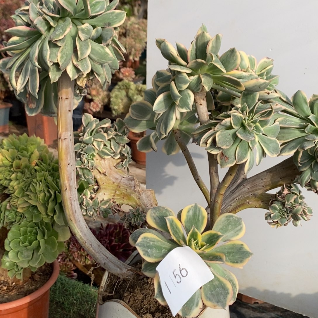 ৡ***º不开花植物1156号灿烂缀化1颗多肉