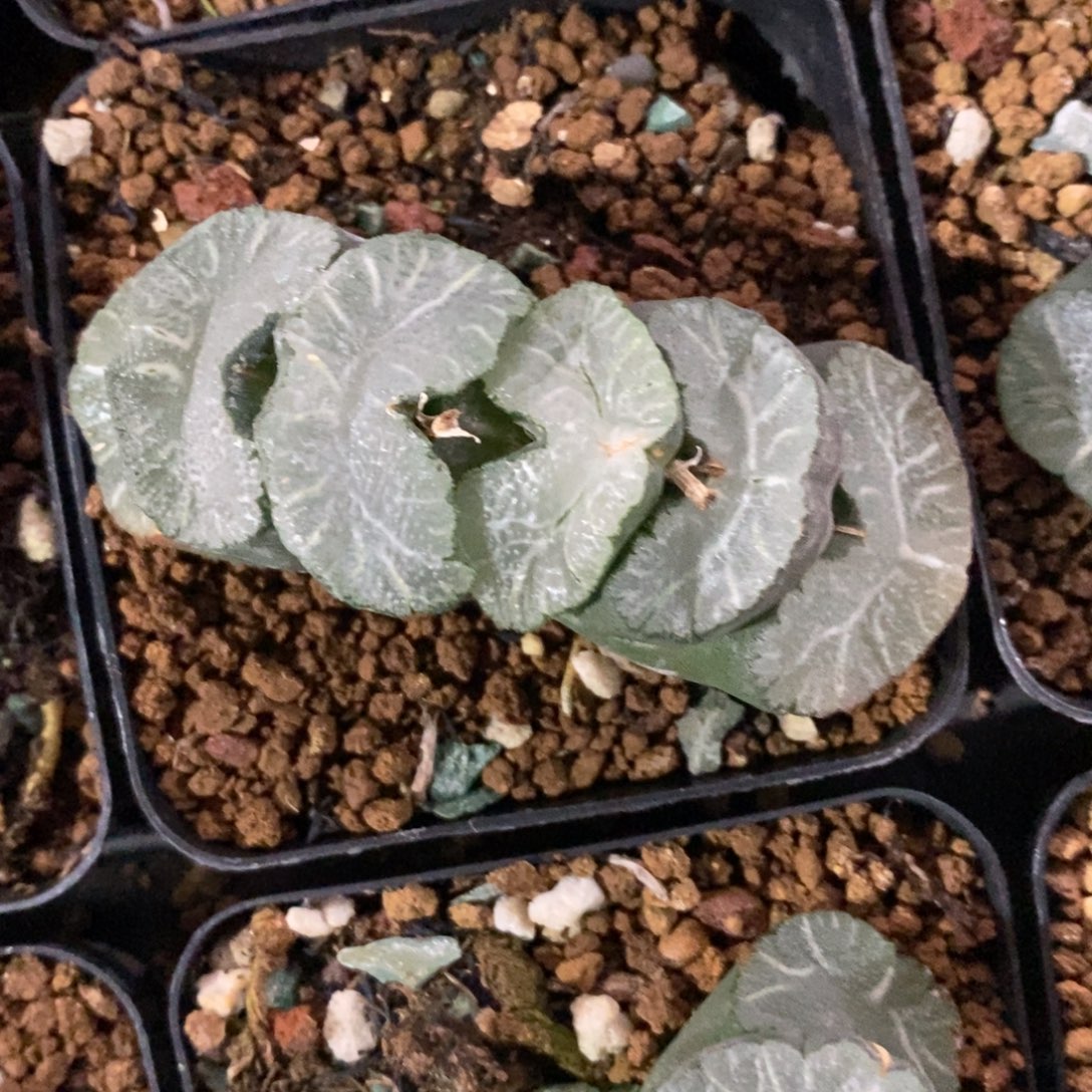 一颗牛逼玉扇 双12福利