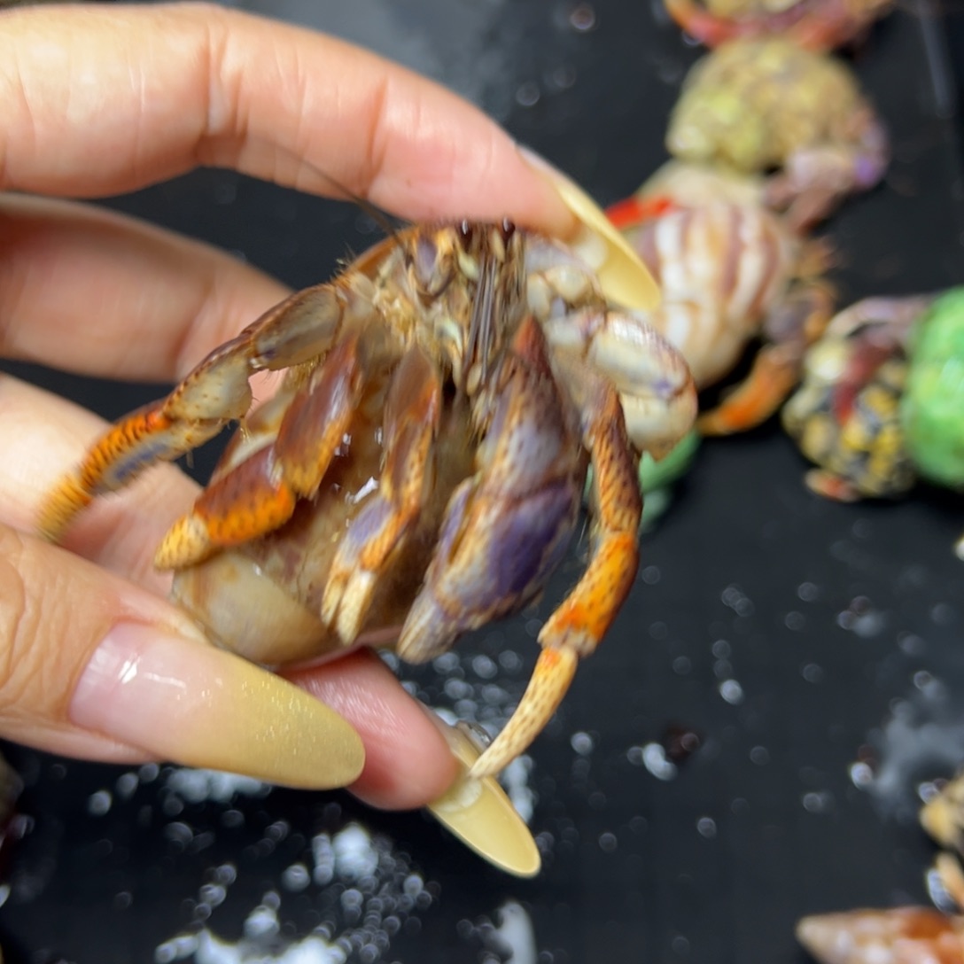 西伯利亚的宝贝儿