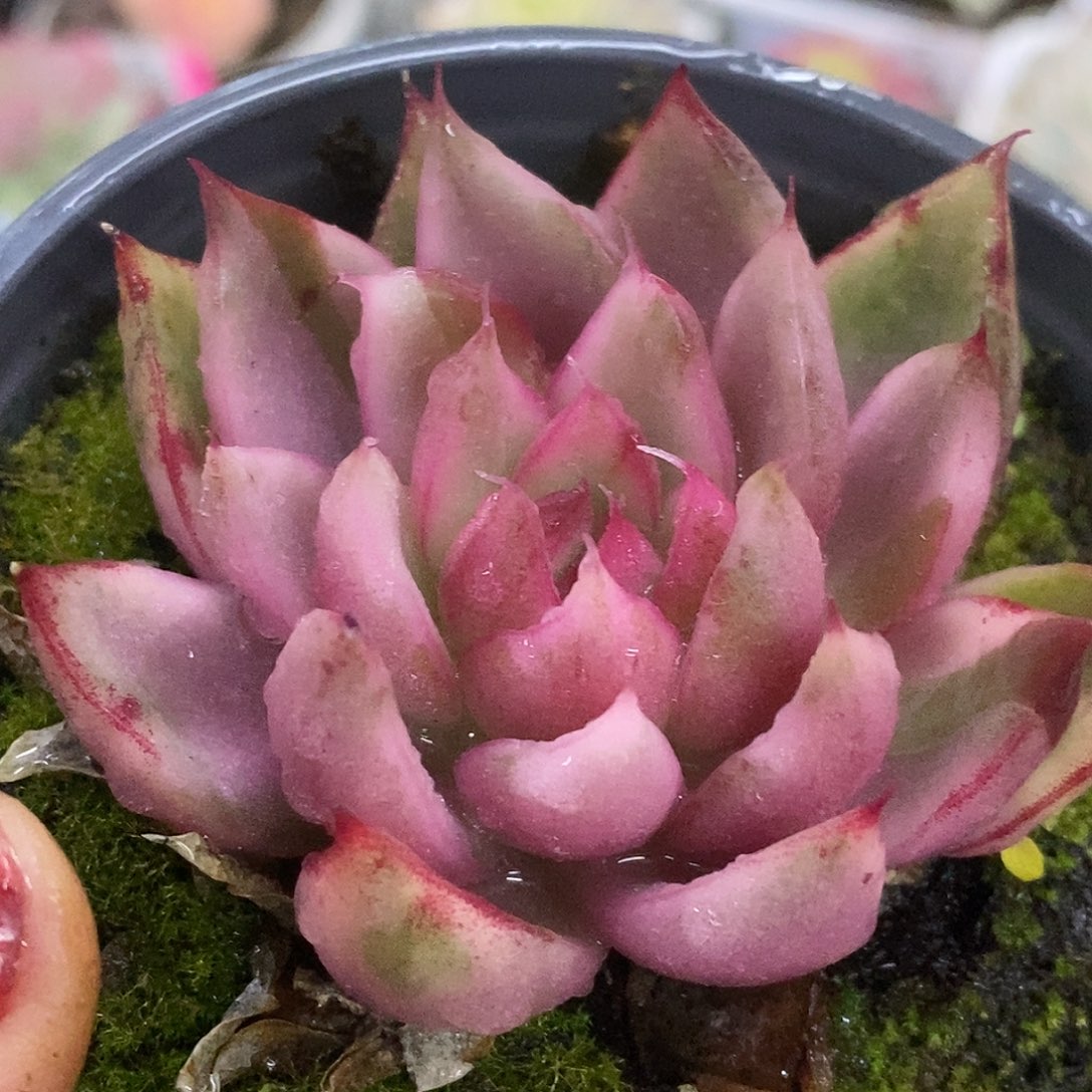 740野马哈哈哈哈哈哈