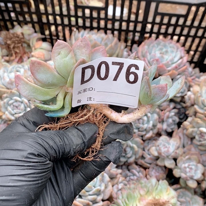 76冰魄树缀哇哇哇哇