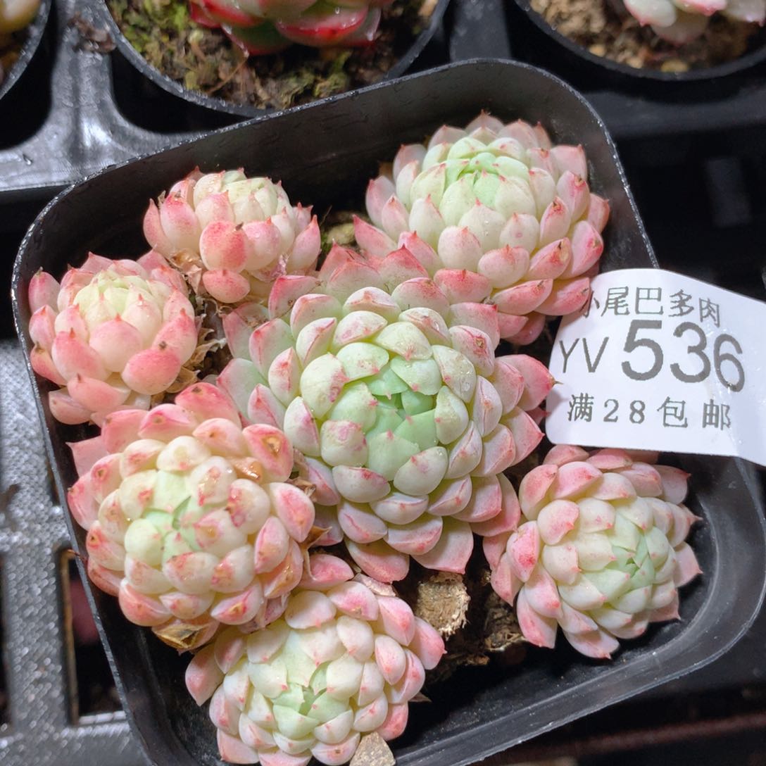 5CM拇指盆精控多肉YV536