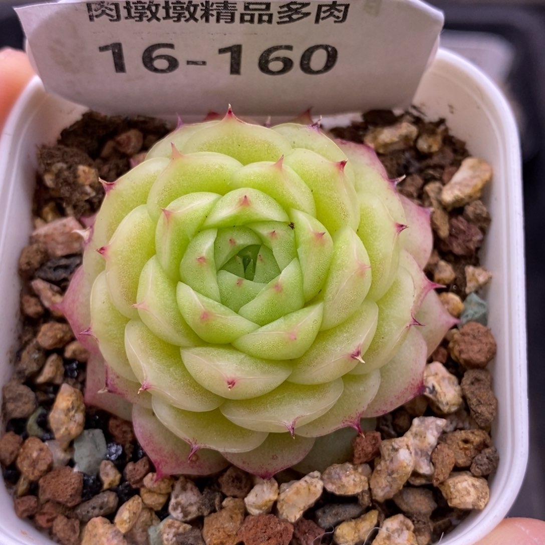 【闪购商品】16-160阿祖