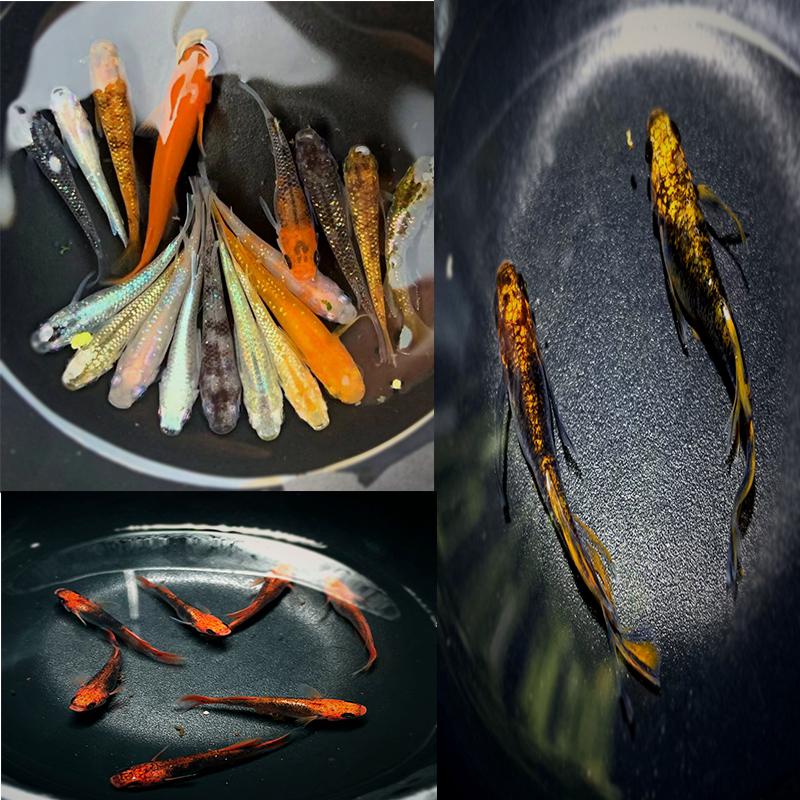 观背青鳉小型观赏鱼无需过滤打氧冬季不加温好养活