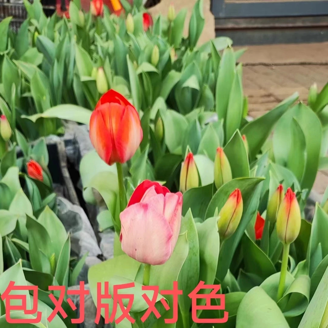 郁金香成品苗盆栽直播专用