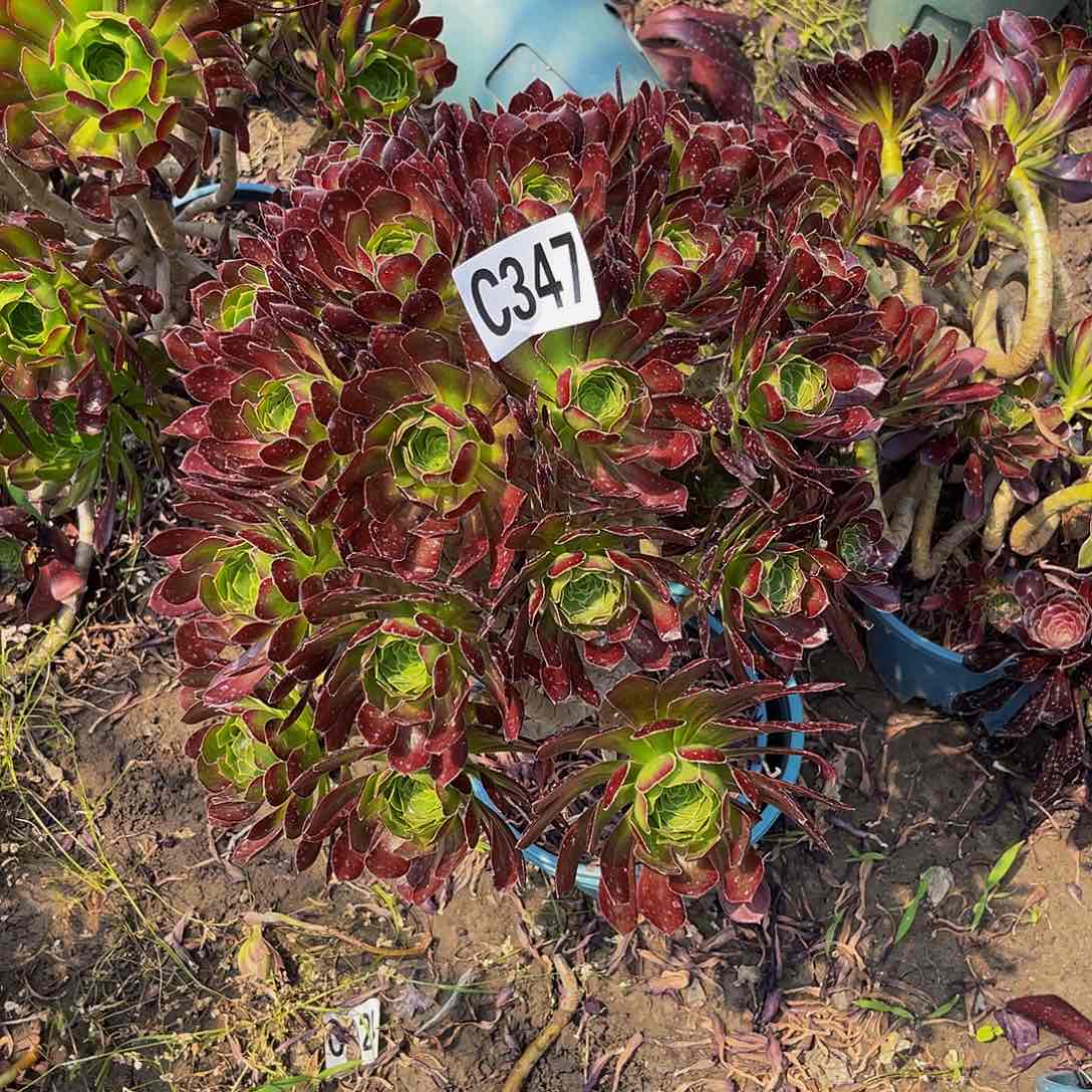 黑法师13—18包邮法师