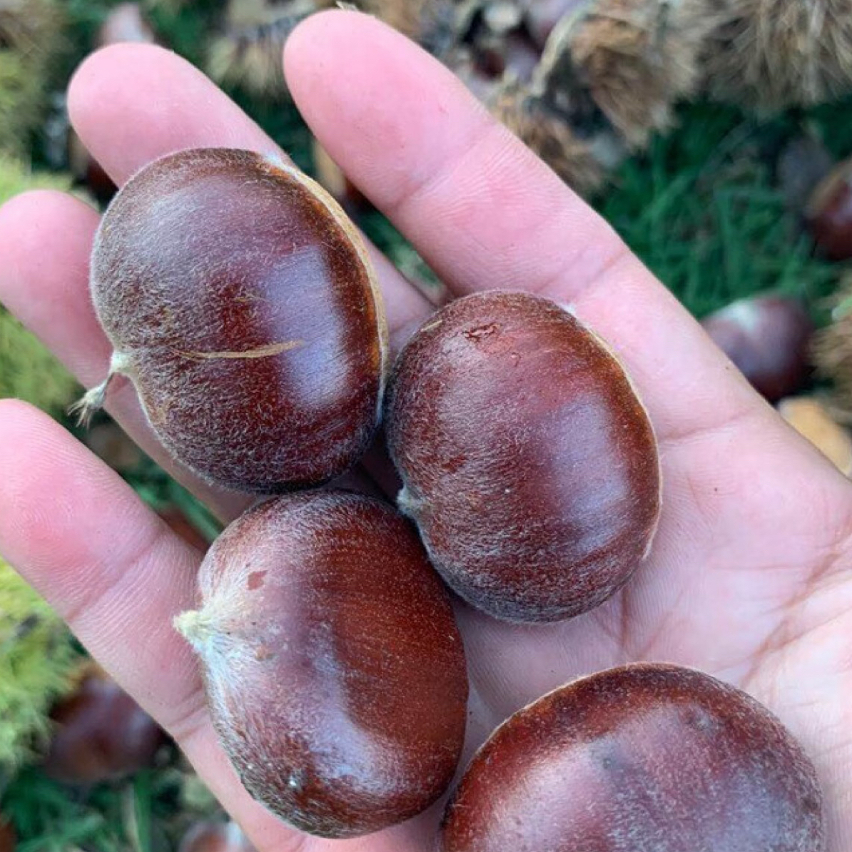 栗子 生栗子 密云应季新鲜栗子 可生吃可炒可煮 5斤板栗