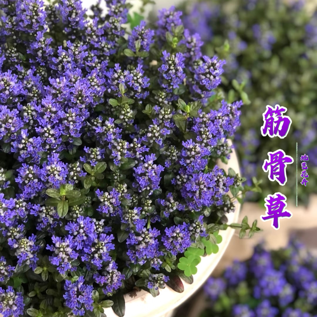 姬十二单筋骨草盆栽耐寒耐热多年生宿根花卉阳台庭院花园常绿绿化