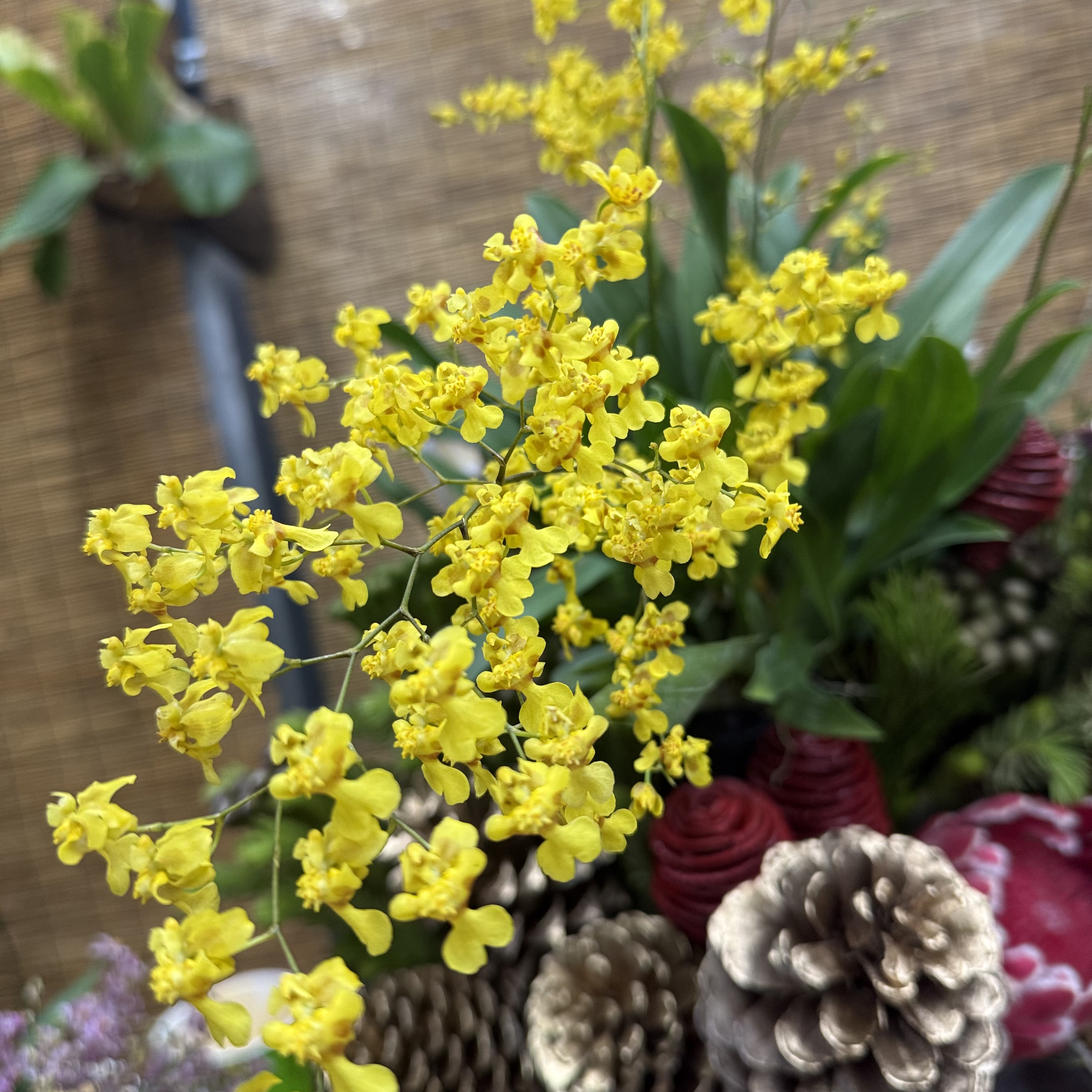 满天星梦香兰【带花剑】爆花室内阳台客厅好养有香味云南鲜花绿植