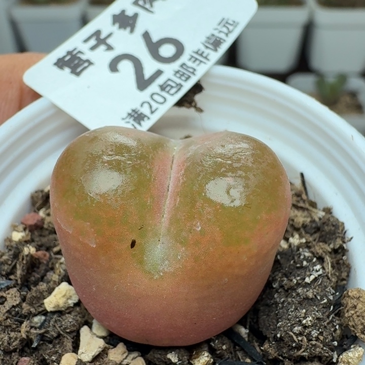 带盆土。