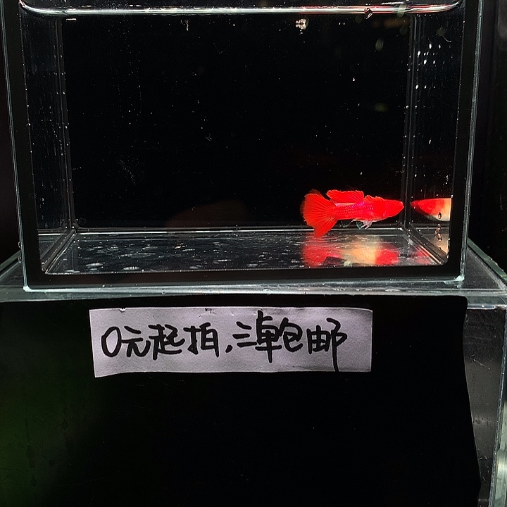 孔雀鱼双分水一对