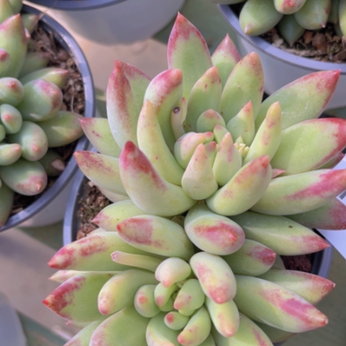 【闪购商品】岩字25123