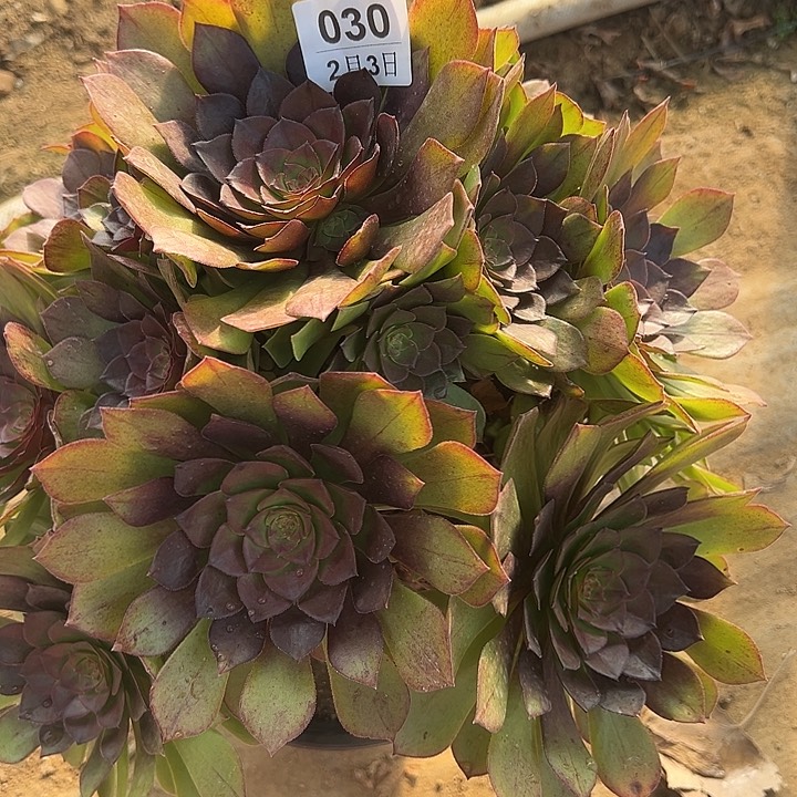 枫**。2.3-30桃花石多肉