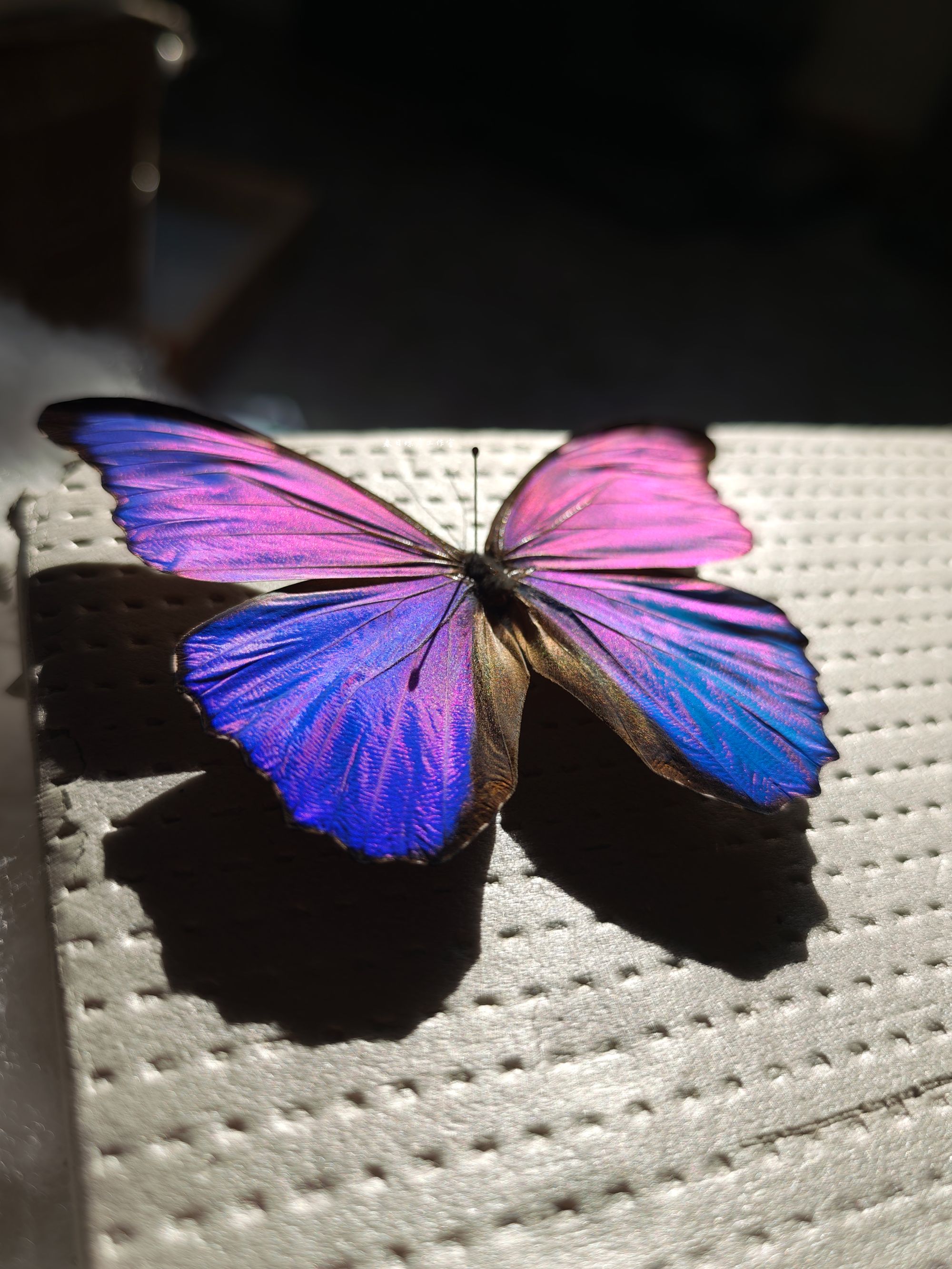 《 一 物 一 拍 》真实标本蝴蝶工艺品摆件大蓝闪蝶蛱蝶蝴蝶相框DIY