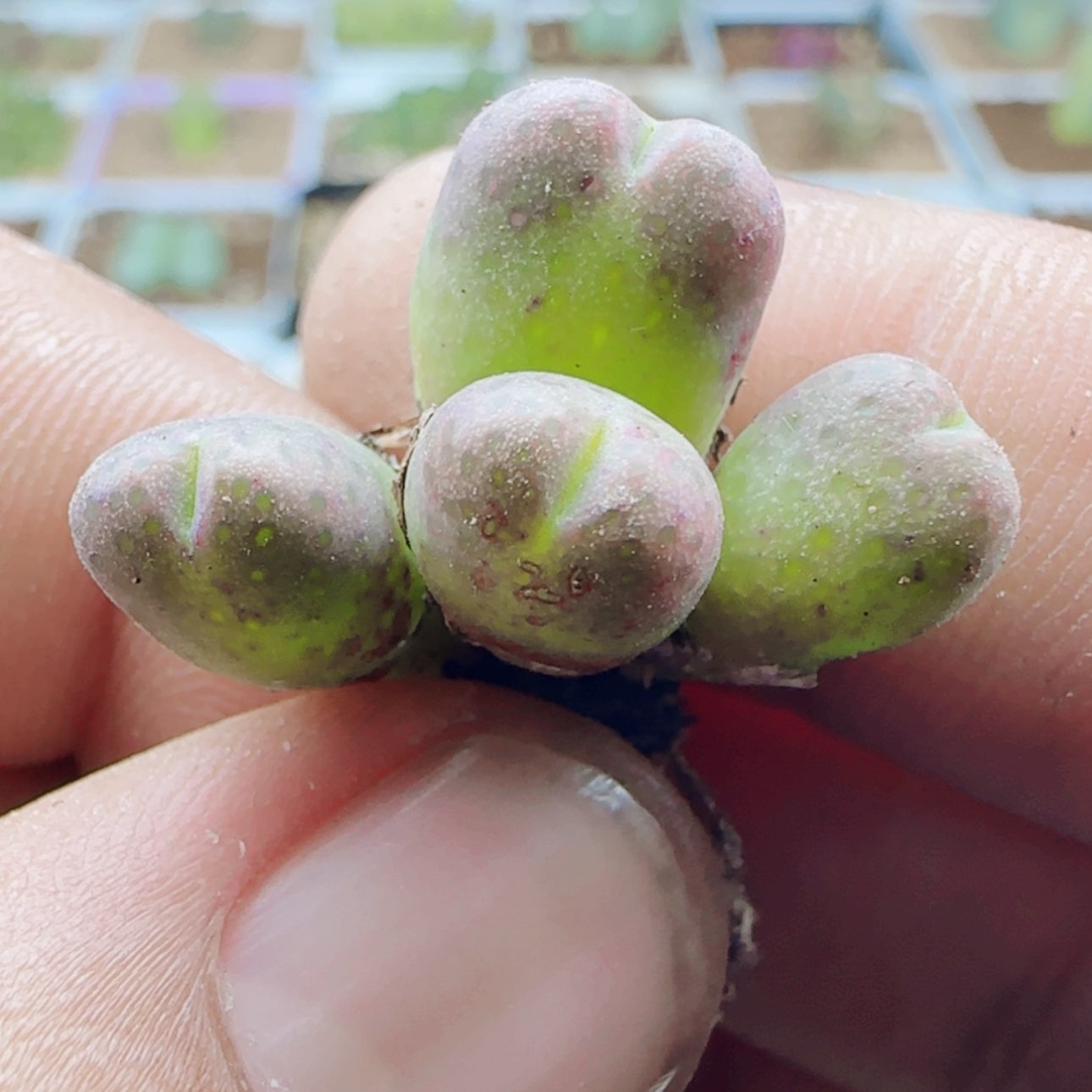 【闪购商品】19891