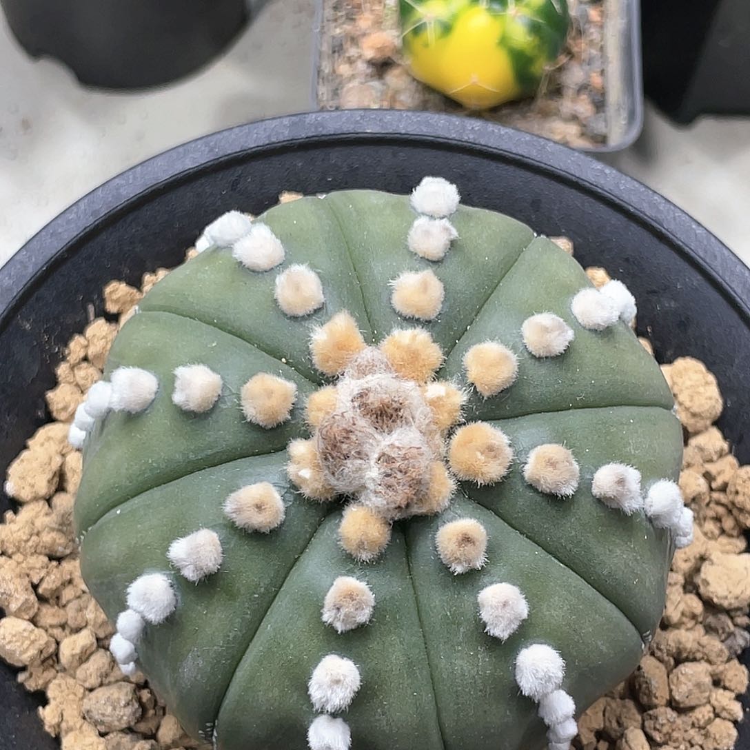 泰系实生，高绒连绒兜