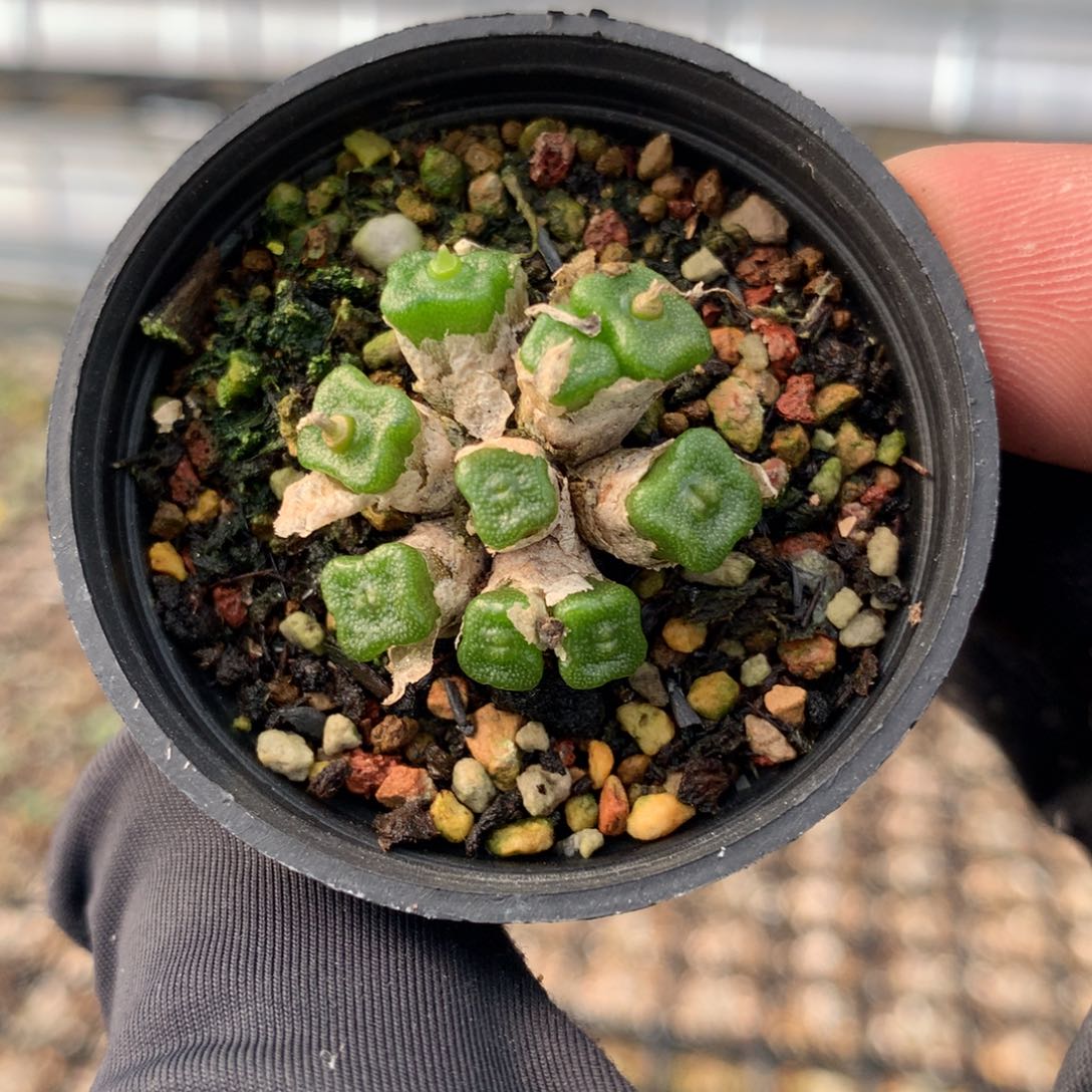 a793方糖母本一颗