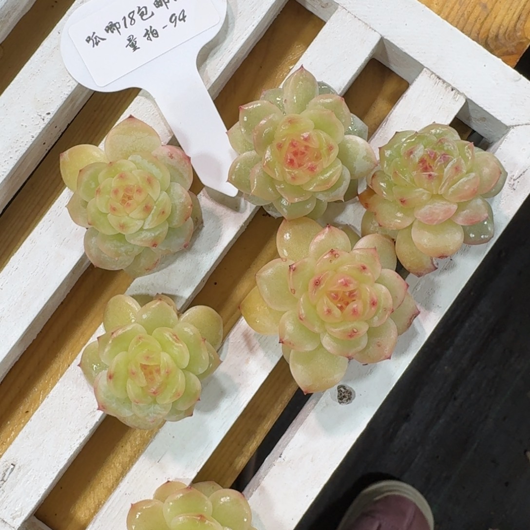 1208-094-晴芸四一颗量拍