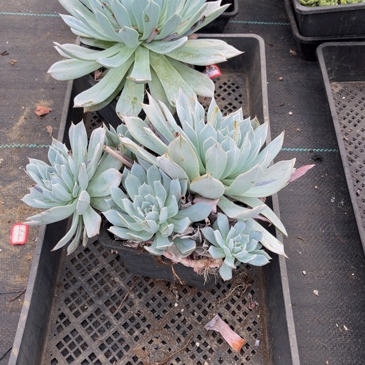 余***姐蓝鸟一颗单头一颗小鸟小群