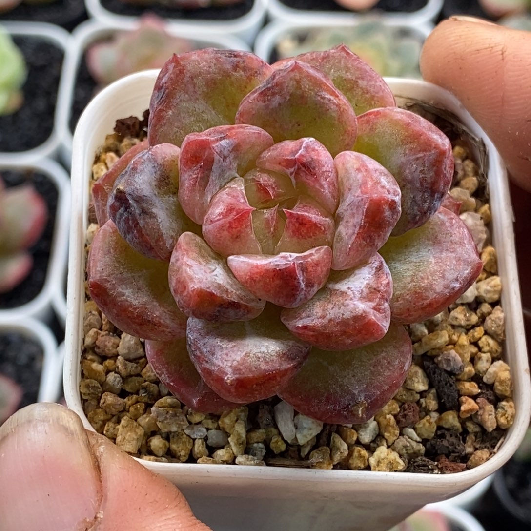 天官赐福百无禁忌