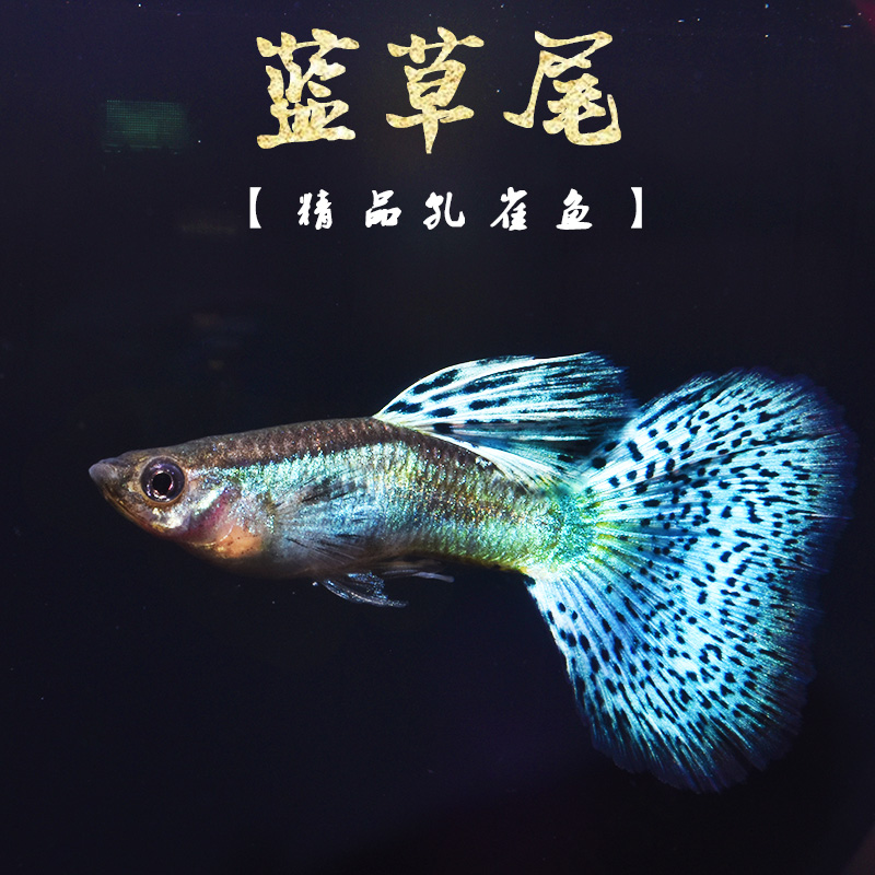 繁殖精品鱼之大背硬骨蓝草孔雀鱼大尾扇