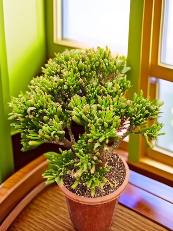 6年老庄吸财树   室内室外   南方北方  好看好种好养   多肉绿植