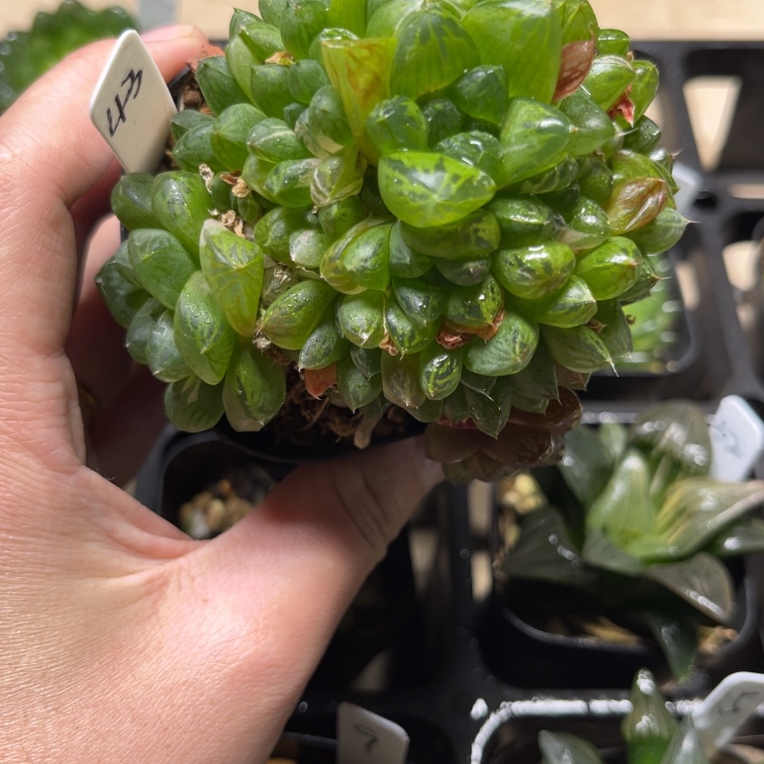 43群生玉露一物一拍