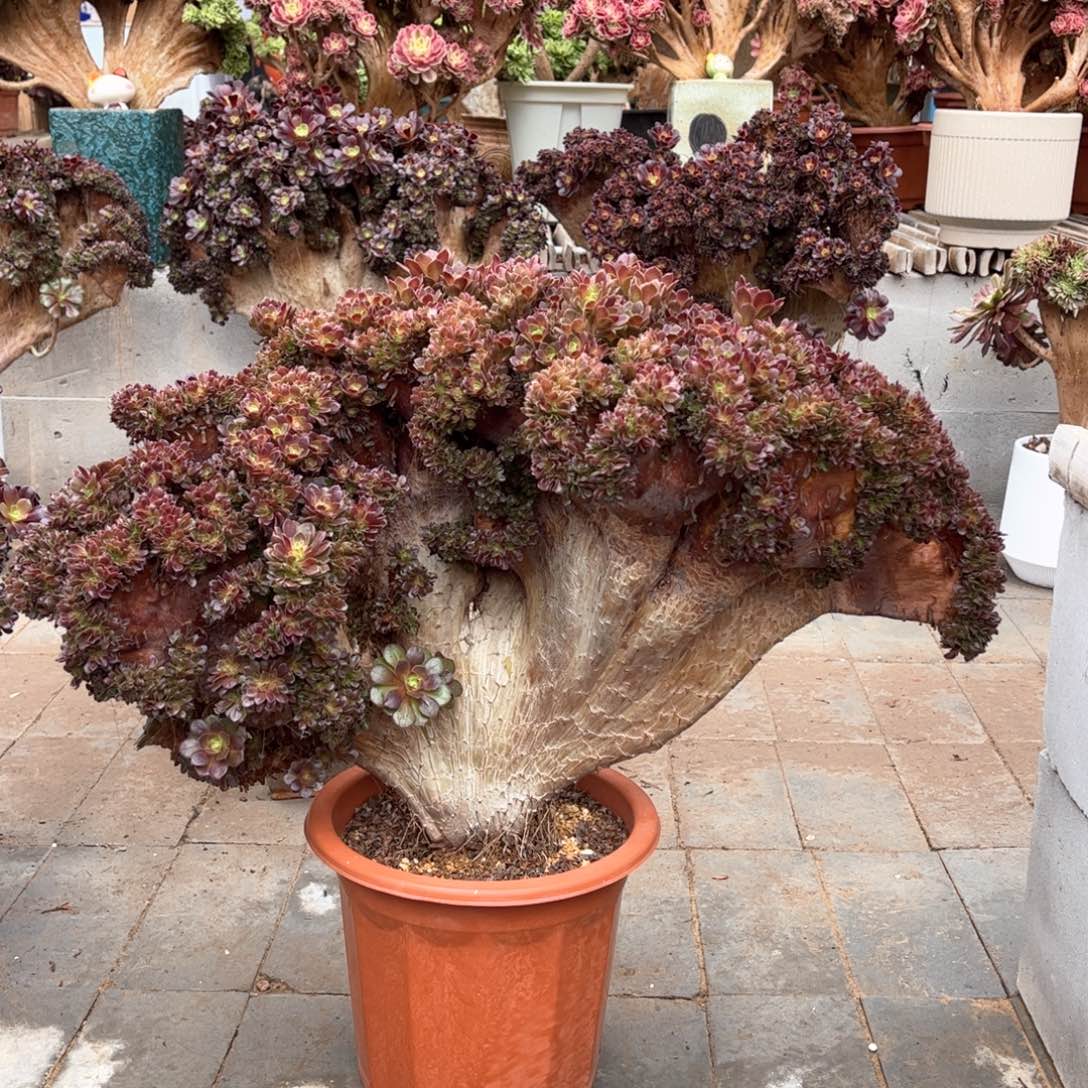 用****5万圣节大板微瑕福利