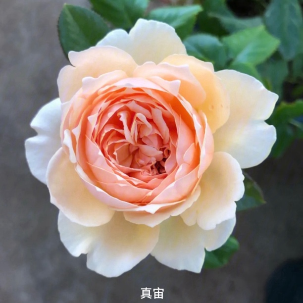 【真宙】杏粉色大花浓香丰花勤花扦插盆栽月季！