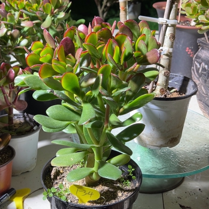 从****你F34韩国紫叶脱土发货