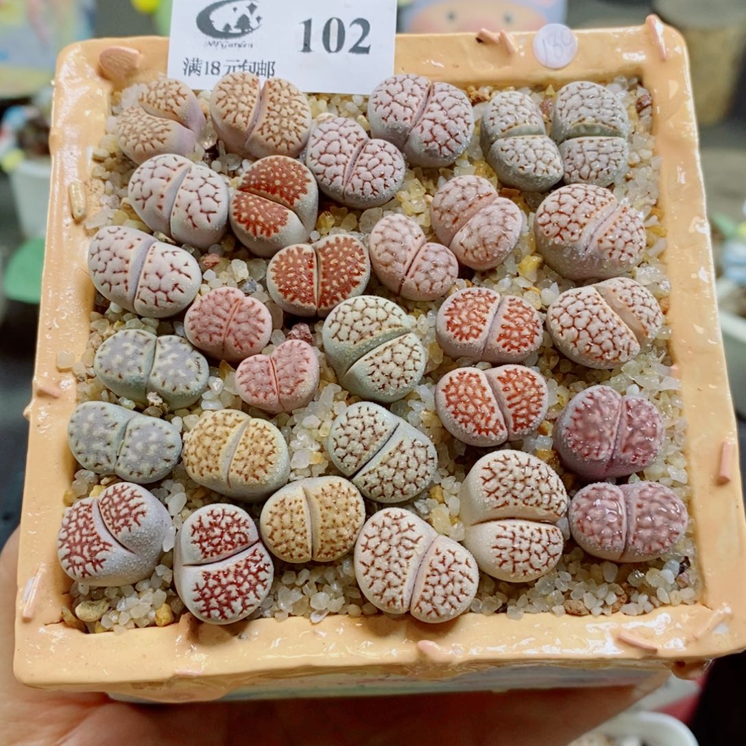 生石花花哈哈哈哈花花102