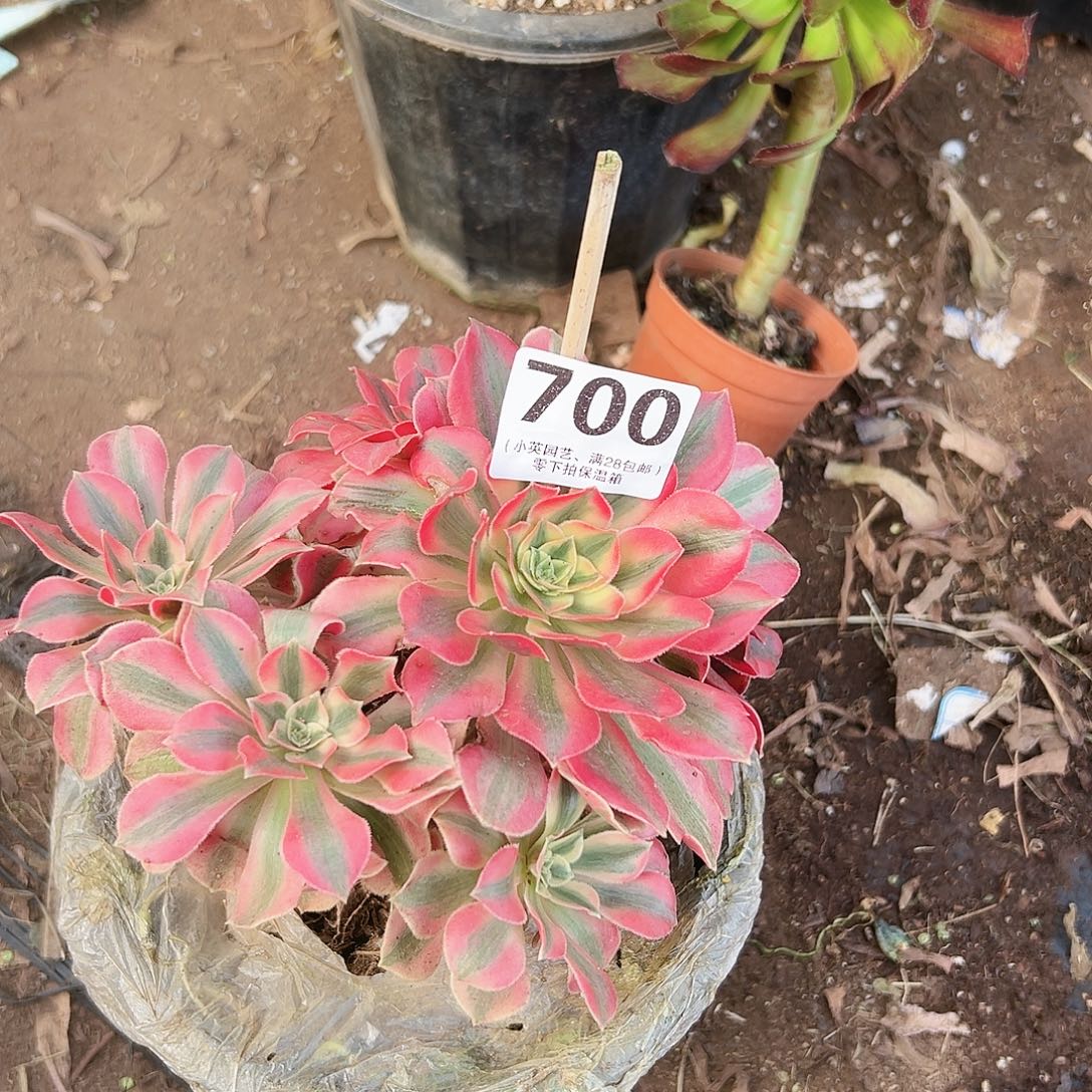 女妖700多肉植物多肉植物