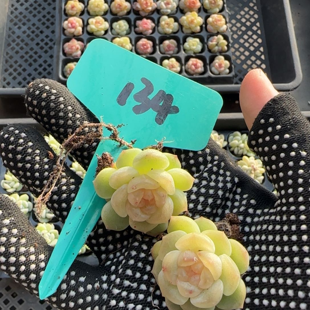 ～***～134翡琥哈哈哈哈哈哈