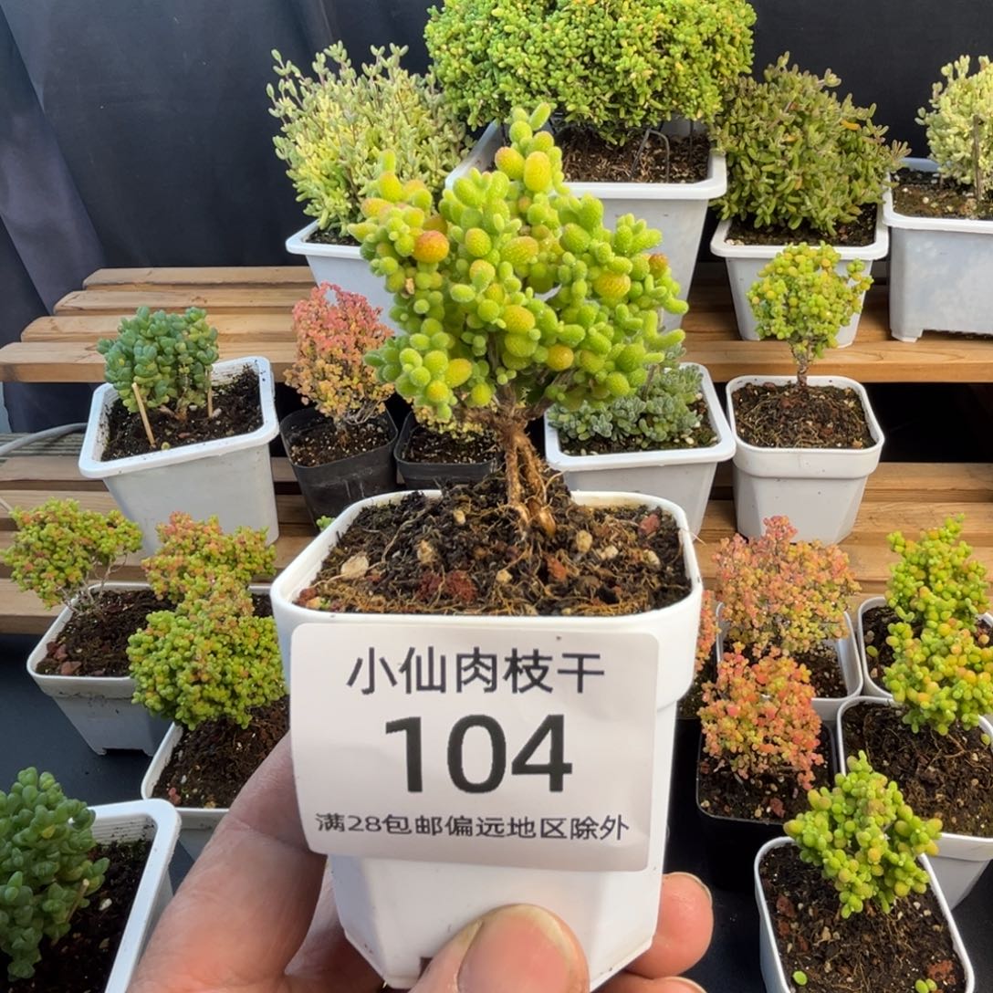 104枝干番杏小老桩金桔