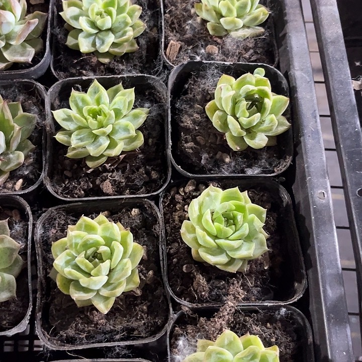 麦秆女王带盆土发