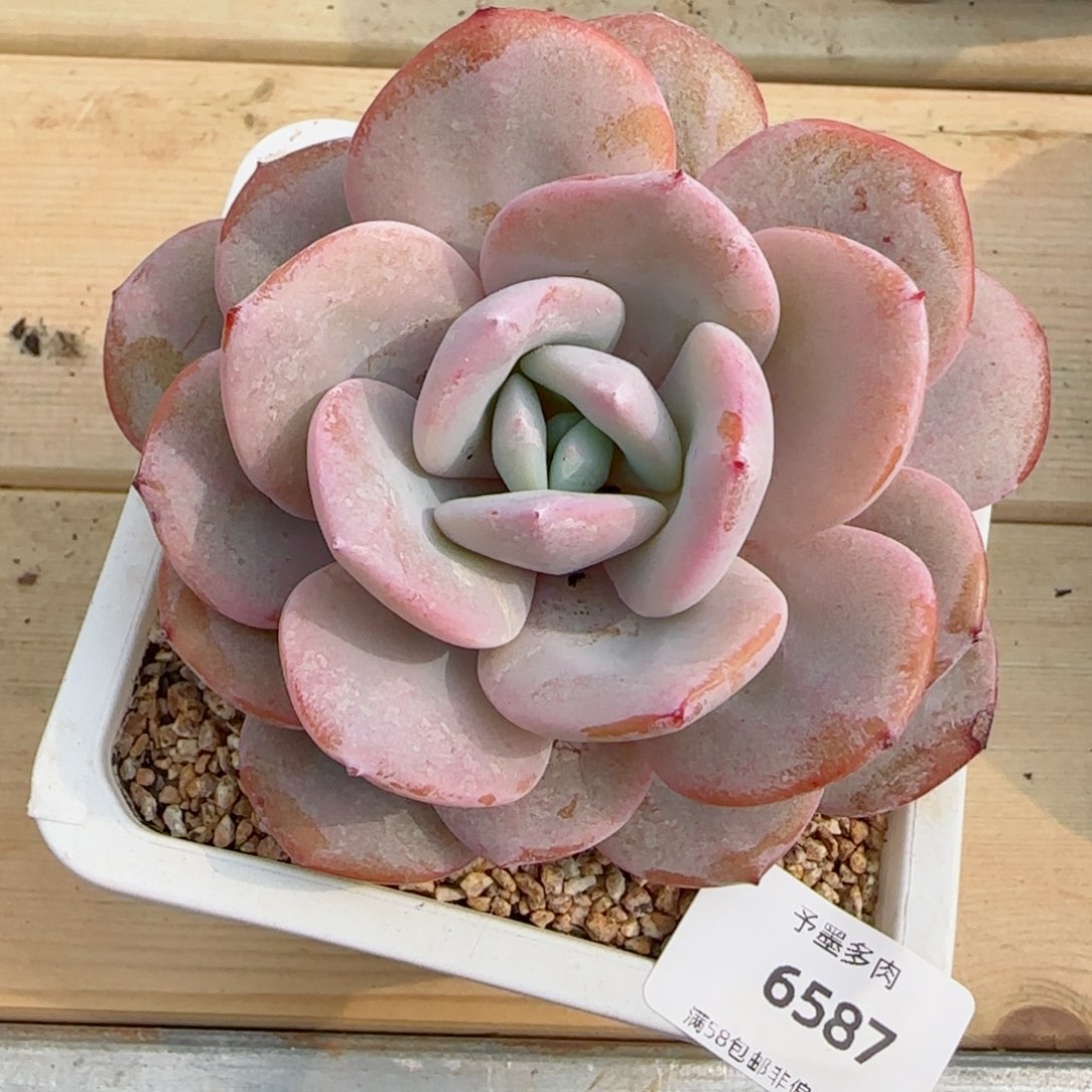 奶茶，6587多肉植物