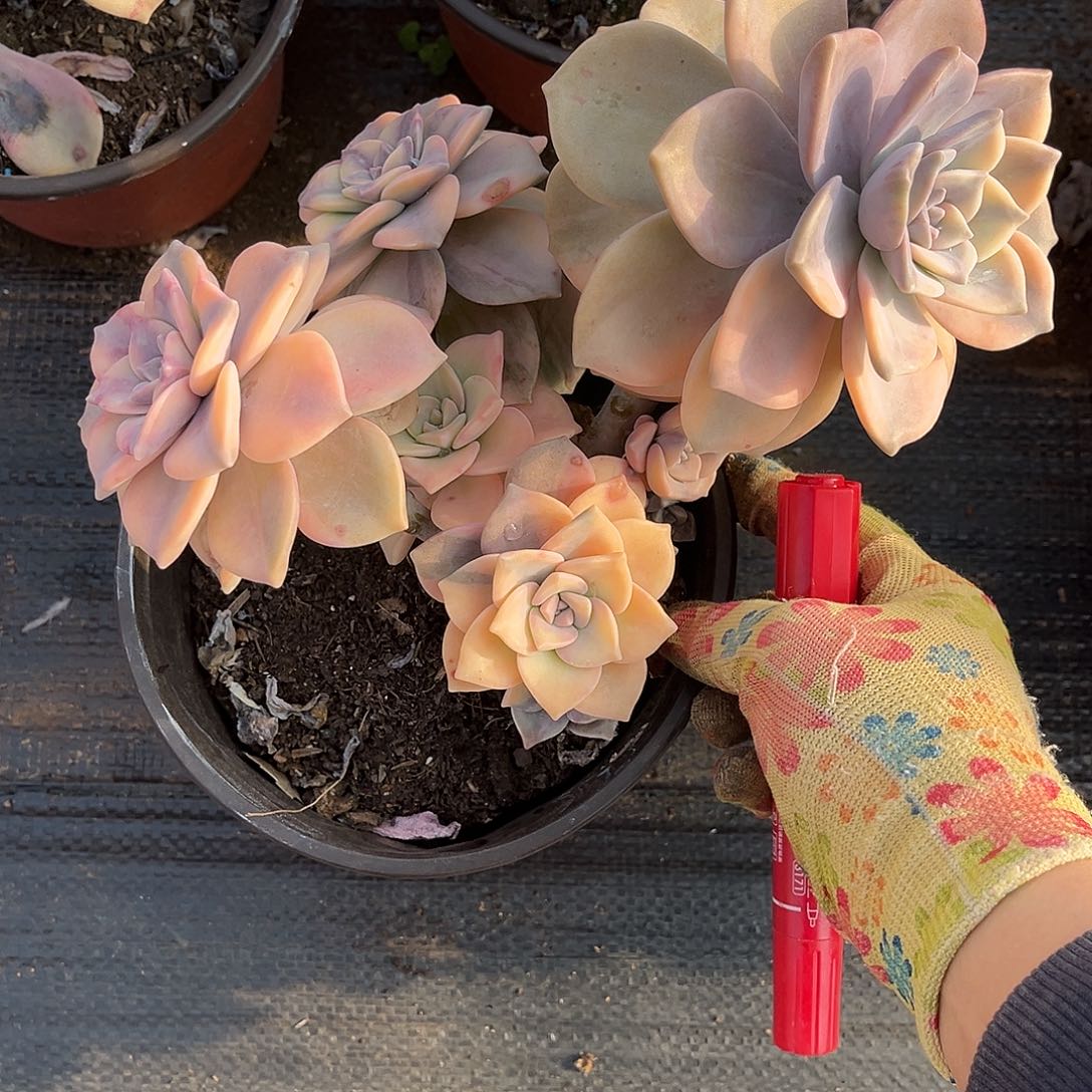 肖*多肉植物紫乐景C2