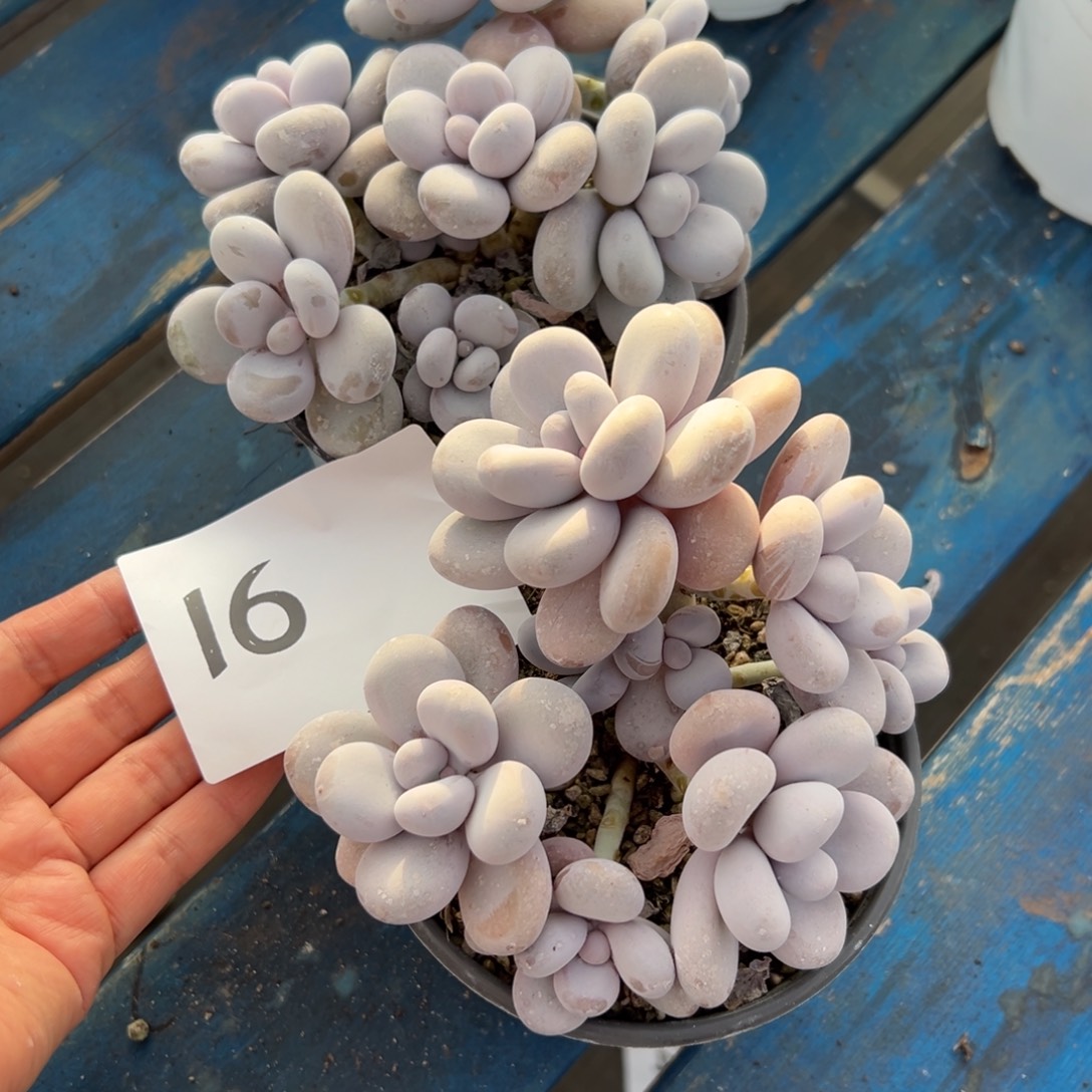 根***的16、还是想好吃好吃就聚聚