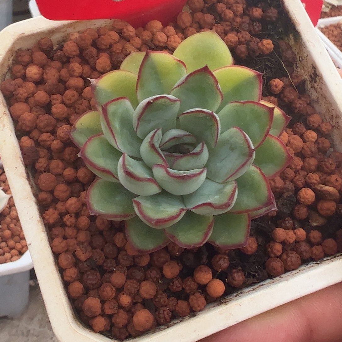 0162慈禧多肉植物00001