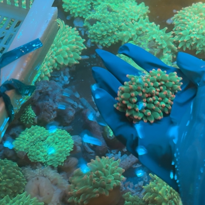 清***记奶嘴海葵绿奶111111111