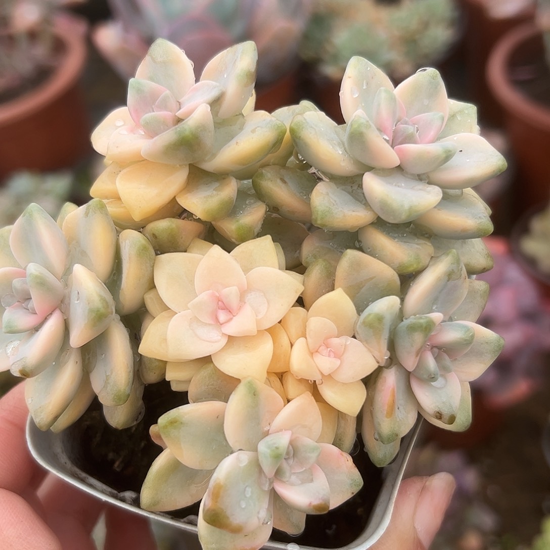 多肉植物美杏锦有砍