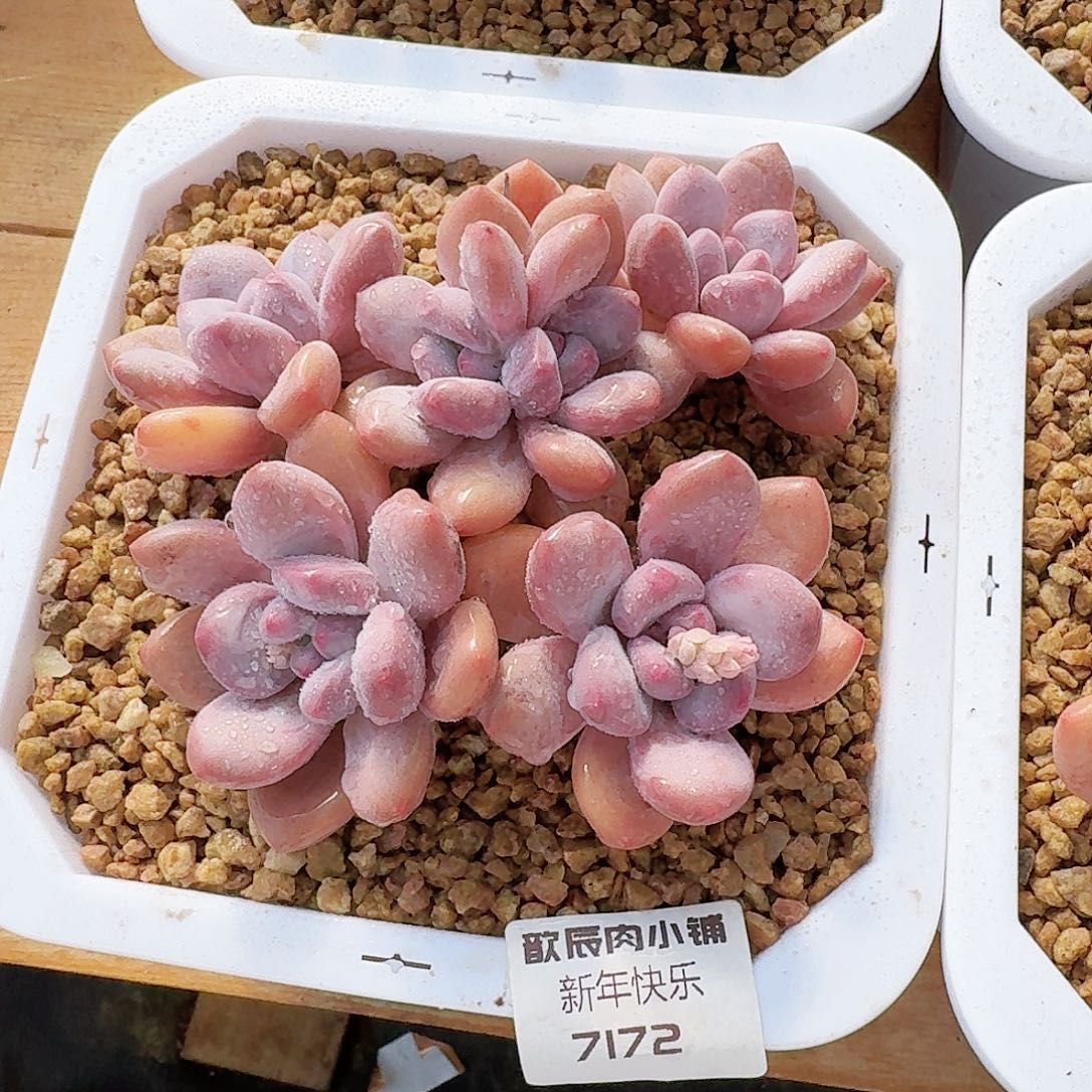 多肉植物香水老桩7172