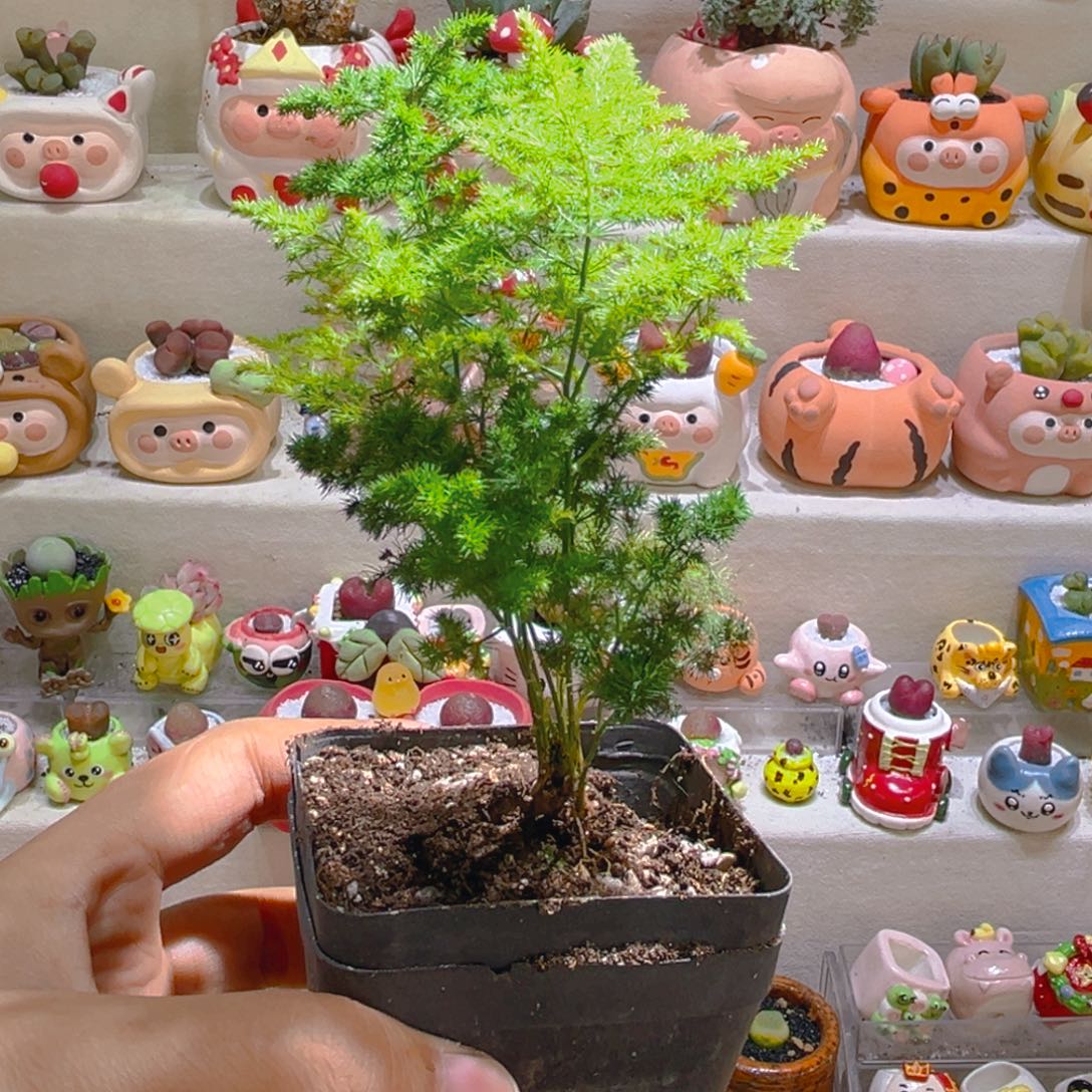 小*子饼子专属补发链接拍拍