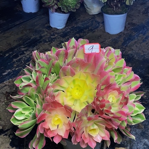 白莲花老桩法师9链接