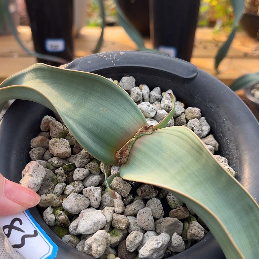 汤圆植物83百岁兰叶宽4公分多