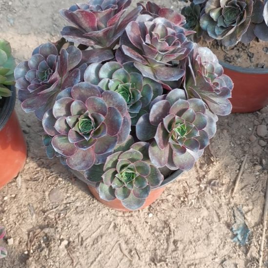 魅金玫瑰法师多肉法师8