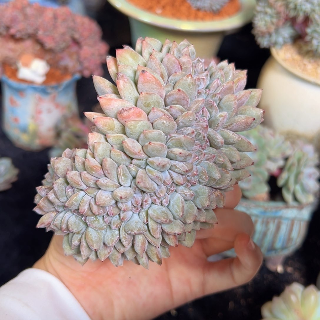 新年快乐 新年快乐