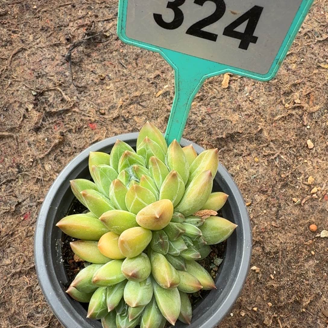 多肉植物漂亮多肉324