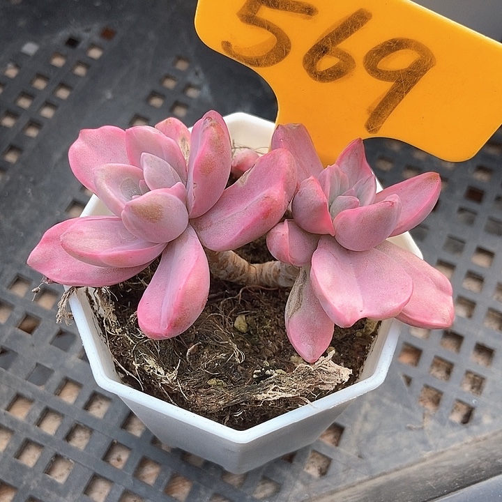 多肉植物彩虹糖锦569多肉